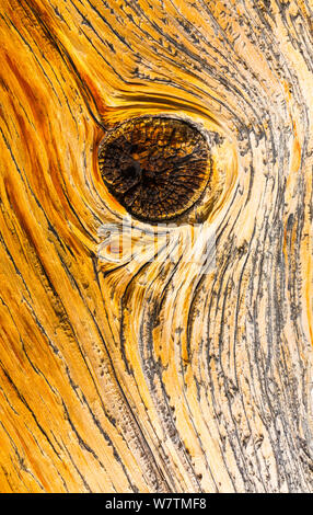 Great Basin Bristlecone Pine (Pinus longaeva) close up of knot in wood of ancient tree, Inyo National forest, White Mountains, California, USA. Stock Photo