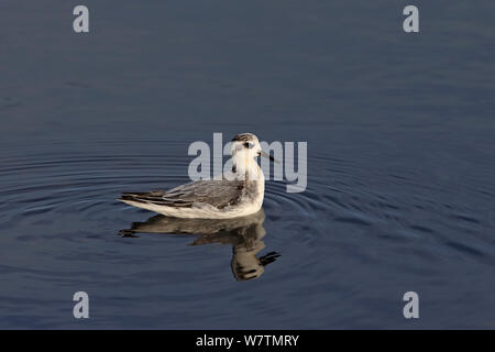 Grey Phalarope (Phalaropus fulicarius) Algarve, Portugal, October. Grey Phalarope (Phalaropus fulicarius) Algarve, Portugal, October.