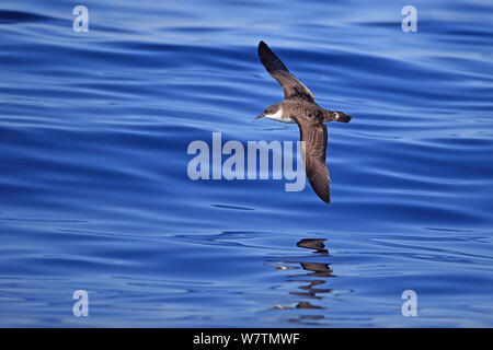 Great Shearwater (Puffinus gravis) Portugal, October. Stock Photo