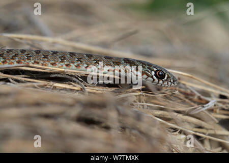 Large Caspian Whip Snake (Dolichophis caspius) Bulgaria,  September. Stock Photo