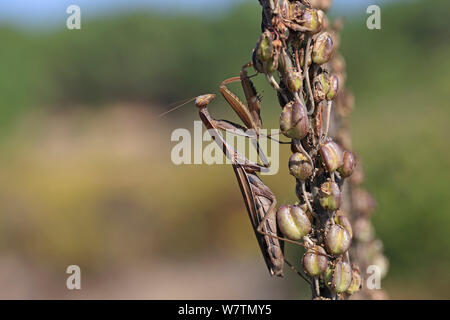 Praying Mantis (Mantis religiosa) Algarve, Portugal, October. Stock Photo