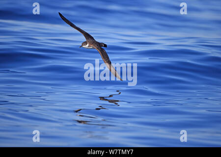 Great Shearwater (Puffinus gravis) in flight, Portugal, October. Stock Photo
