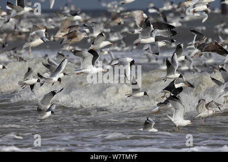 Black-headed gulls (Chroicocephalus ridibundus), Common gull (Larus canus) and Herring Gulls (Larus argentatus) flying over waves, Sea Palling, Norfolk, UK, March. Stock Photo