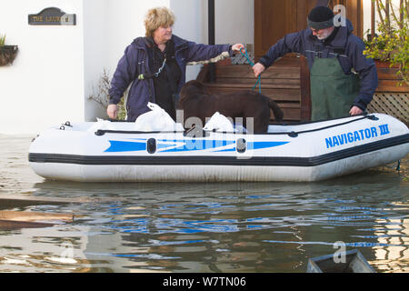 Resident with dog being rescued from home in RIB during February 2014 floods, Sunbury on Thames, Surrey, England, UK, 15th February 2014. Stock Photo