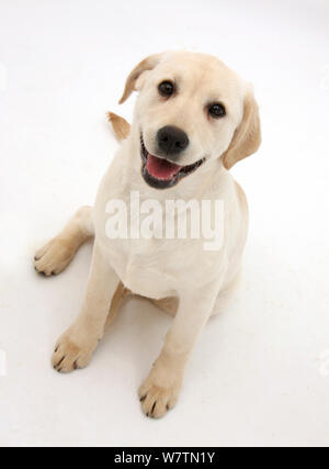 4 month old yellow sales lab