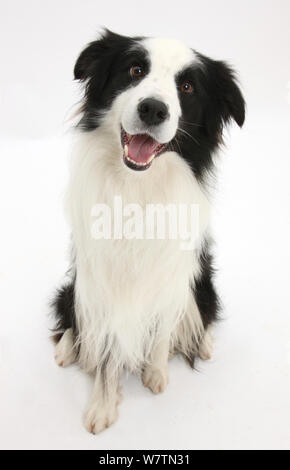 Black-and-white Border Collie stud dog, Ben, sitting and looking up, against white background Stock Photo