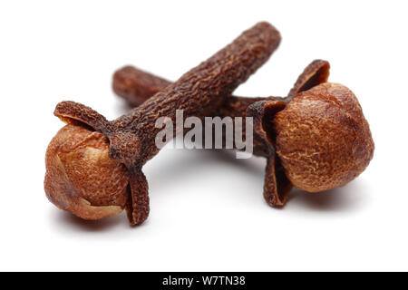 Dry clove buds isolated on white background Stock Photo