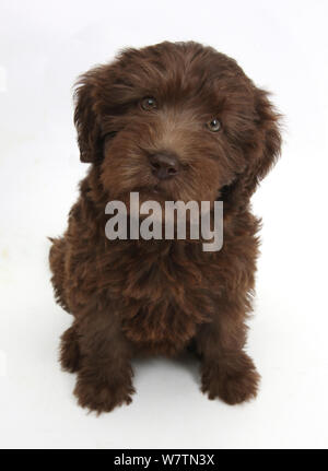 Chocolate Labradoodle puppy, 9 weeks, sitting and looking up, against white background Stock Photo