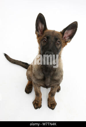 Malinois x Alsatian puppy, 14 weeks, sitting and looking up, against white background Stock Photo