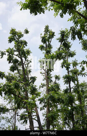 Pterocarya fraxinifolia bad pruned Stock Photo