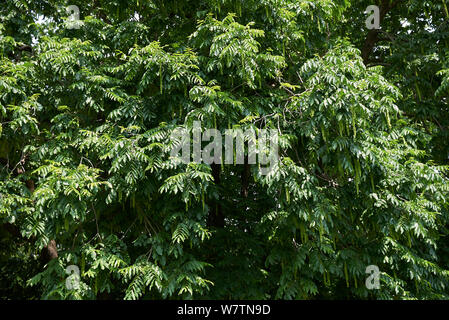 Pterocarya fraxinifolia branches Stock Photo