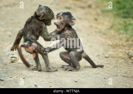 Olive baboons (Papio hamadryas anubis) young playing, Nakuru national park, Kenya, August Stock Photo