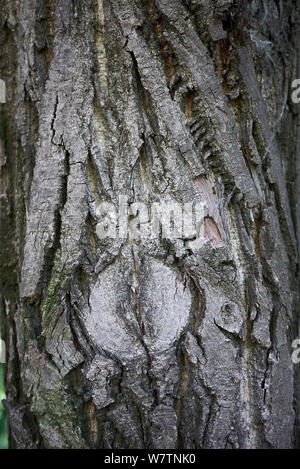 Pterocarya fraxinifolia trunk and branch close up Stock Photo