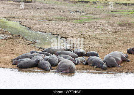 Hippopotamus (Hippopotamus amphibius)  troop in the Mara river, Masai-Mara game reserve, Kenya, August Stock Photo