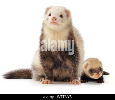 Ferret (Mustela putorius furo) adult and baby, against white background. Stock Photo