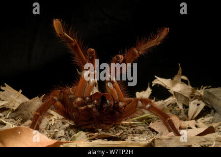 Goliath bird-eating spider (Theraphosa leblondii / blondi) aggressive display, captive from French Guiana. Stock Photo