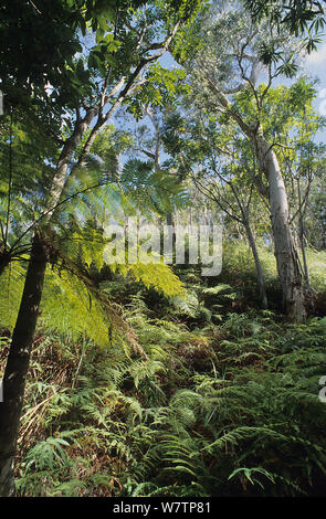 Melaleuca or paper bark tree flowering and growing in Big Swamp Wild ...