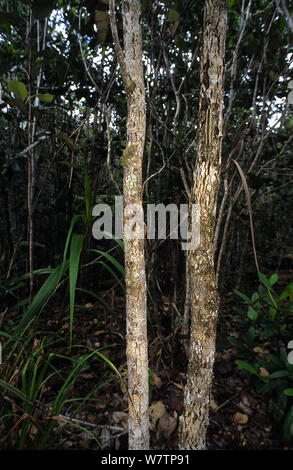 New Caledonian Bumpy Gecko (Rhacodactylus auriculatus) in habitat, camouflaged on tree trunk, New Caledonia, endemic. Stock Photo