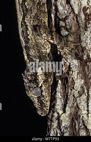 New Caledonian Bumpy Gecko (Rhacodactylus auriculatus) New Caledonia, endemic. Stock Photo