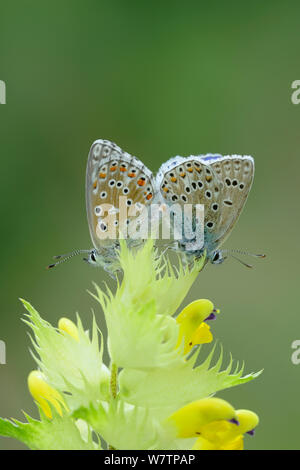 Two Common blue butterflies (Polyommatus icarus) on flower, near Viscos, Pyrenees National Park, France, July. Stock Photo