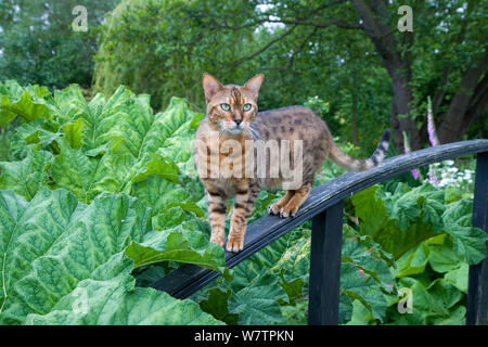 Tabby cat standing on wooden railing in garden, UK, June. Stock Photo