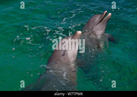 Two Bottle-nosed dolphins (Tursiops truncatus) looking out of water, Marine Institute, Bay Islands, Honduras, Caribbean, February.
