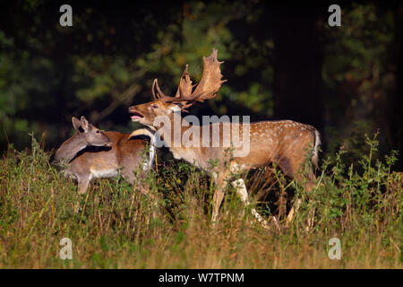 Fallow deer (Dama dama) buck calling with doe grooming, during rut, Deer Park, Holkham, Norfolk, UK, October. Stock Photo