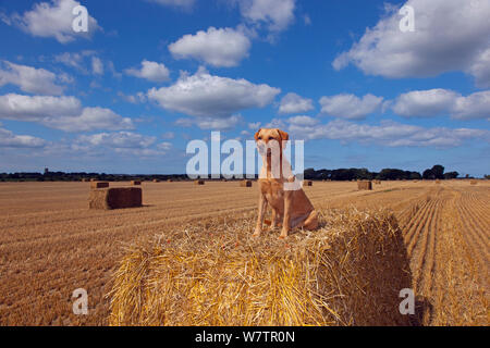 Yellow Labrador retriever sitting on bale in cornfield, UK, August. Stock Photo