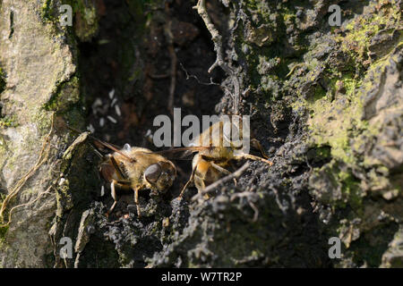 Two female Drone flies (Eristalis tenax) laying eggs in a damp hollow log at the margin of a pond, Wiltshire, UK, May. Stock Photo