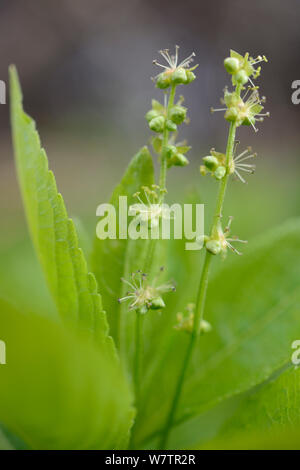 Dog's Mercury (Mercurialis perennis) flowering by a hedgerow, Wiltshire, UK, April. Stock Photo