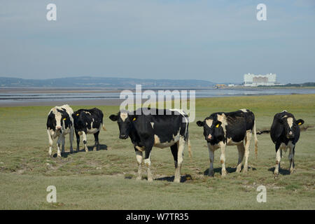Holstein Friesian cattle (Bos taurus) standing on saltmarsh pastureland fringing the Severn estuary with Oldbury power station in the background, Somerset, UK, September. Stock Photo