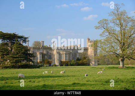 Sheep grazing in front of Lacock Abbey in spring sunshine, near Chippenham, Wiltshire, UK, May. Stock Photo