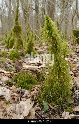 Rough-stalked Feather-moss (Brachythecium rutabulum) growing up tree saplings in damp woodland, Lower woods, Gloucestershire, UK, March. Stock Photo