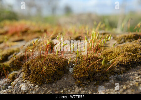 Low angle view of Capillary Thread-moss (Bryum capillare) cushions with ripening spore capsules growing on a roadside boulder, Wiltshire, UK, April. Stock Photo