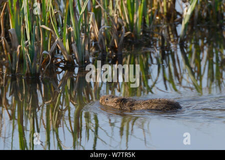 Water Vole (Arvicola terrestris) swimming in marshland close to dense stand of Sedge, Gloucestershire, UK, April Stock Photo