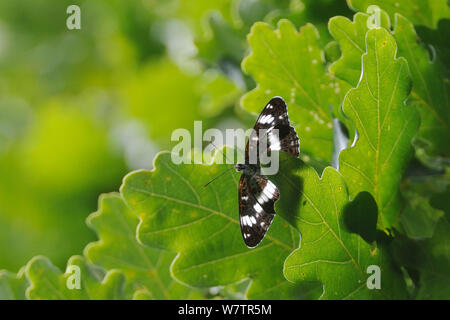 Male White admiral butterfly (Limenitis camilla) perched on sunlit oak leaves high in a tree, guarding its territory, Woodland edge, Wiltshire, UK, July. Stock Photo