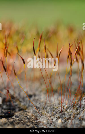 Ripe spore capsules of Wall screw-moss (Tortula muralis), growing on a roadside boulder, Wiltshire, UK, April. Stock Photo
