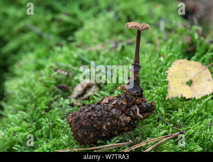 Ear-pick fungus (Auriscalpium vulgare)  growing from a buried pine cone, excavated for photograph, Surrey, England, UK, September. Stock Photo