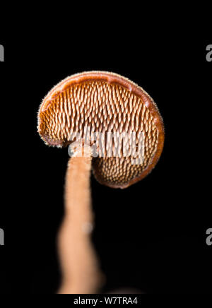View of the underside of the cap of an Ear-pick fungus (Auriscalpium vulgare), showing spines, Surrey, England, UK, October. Stock Photo
