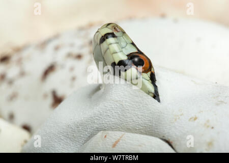Leopard snake (Zamenis situla) hatching. Stock Photo