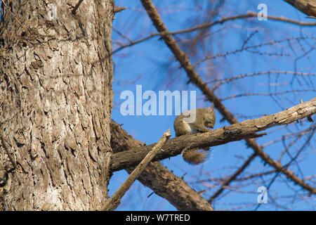Japanese squirrel (Sciurus lis) resting on tree branch, Mount Yatsugatake, Nagano Prefecture, Japan, February. Endemic species. Stock Photo