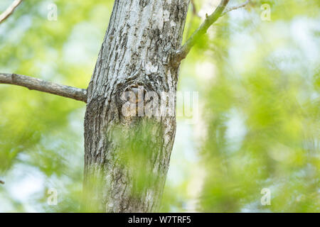 Japanese squirrel (Sciurus lis) mother peering out of nest in tree hole, Mount Yatsugatake, Nagano Prefecture, Japan, May. Endemic species. Stock Photo