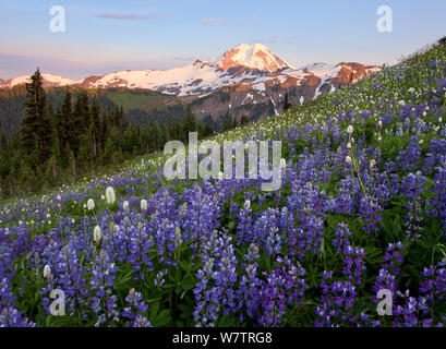 Fields of Lupins (Lupinus) in flower in spring, with a view of Mount Baker. View from Skyline Divide trail, Cascades. Washington, USA, August 2013. Stock Photo