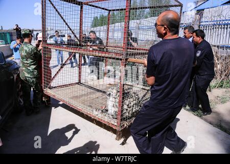 Police officers carry a two-year-old wild snow leopard to be released back to Tianshan mountain in a cage in Jinghe county, Bole city, northwest China Stock Photo