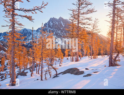 Western Larches (Larix occidentalis) and warm sunshine on fresh snow, with Mount Stewart, Northern Cascades, Washington, USA, October 2013. Stock Photo