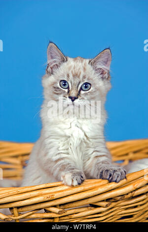 Cute Kitten gray tabby and white few weeks old , with big blue eyes  sitting in willow basket, looking interested. Stock Photo