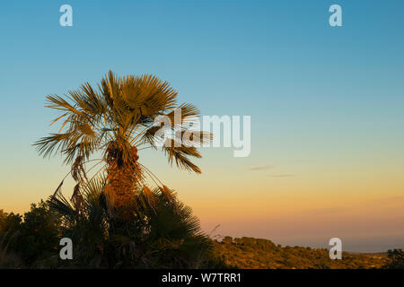 European fan palm (Chamaerops humilis) at sunset, Garraf Natural Park, Barcelona, Catalonia, Spain, February. Stock Photo