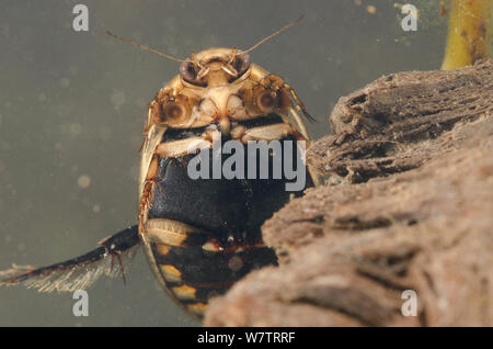 Lesser diving beetle (Acilius sulcatus) male, Europe, May, controlled conditions Stock Photo