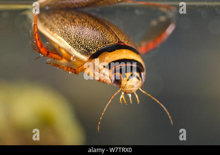 Diving beetle (Graphoderus bilineatus) refilling the air supply by the surface, male, Europe, August, controlled conditions Stock Photo