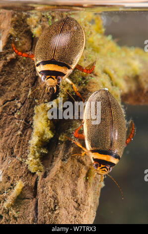 Diving beetles (Graphoderus bilineatus) female (right) and male (left) Europe, August, controlled conditions Stock Photo